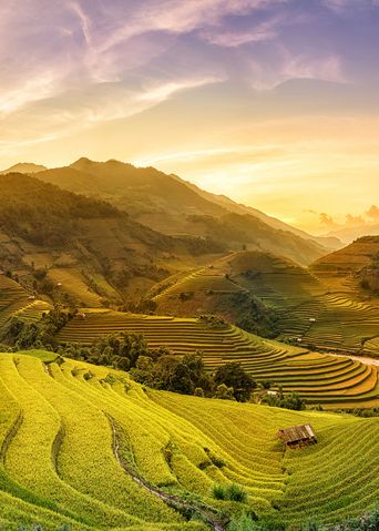 Reisfelder in Vietnam