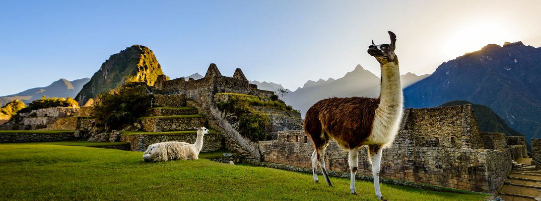 Lamas in Machu Picchu