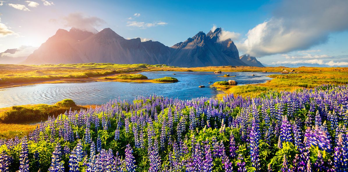 Lupinen Blumen auf Island