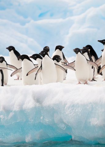 Pinguine in der Antarktis