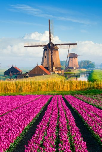 Tulpenfeld in den Niederlanden