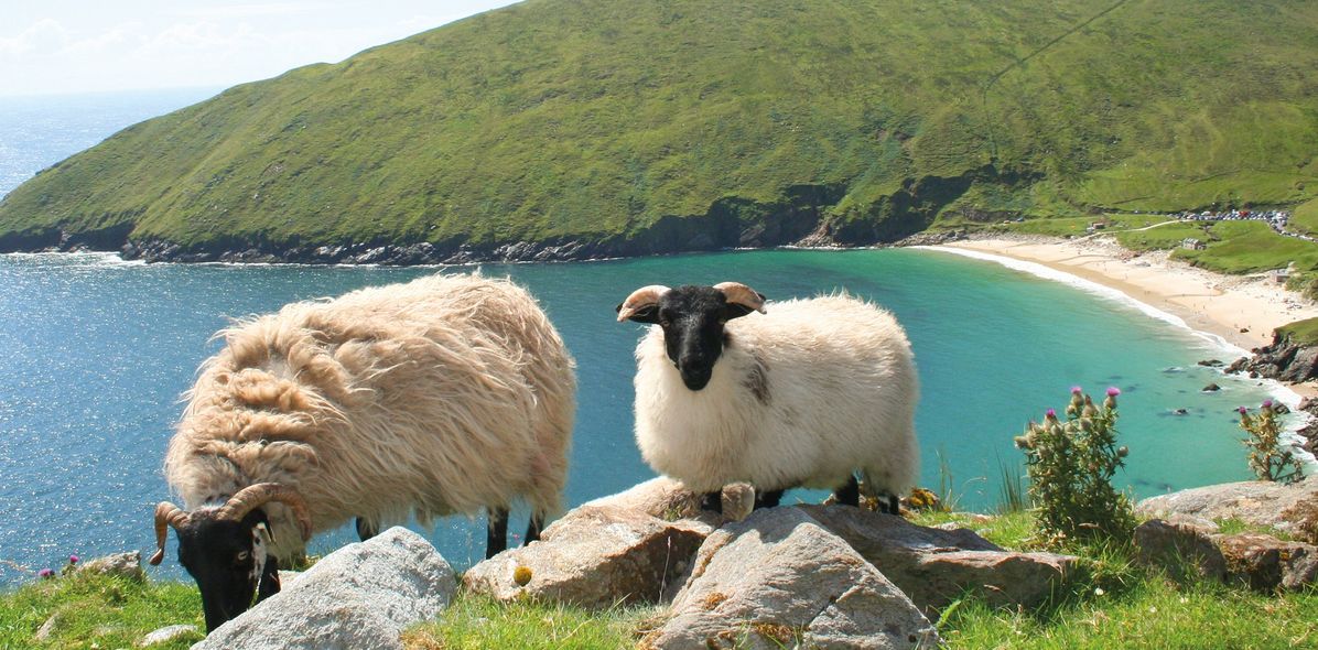 Schafe auf Klippe und Bucht