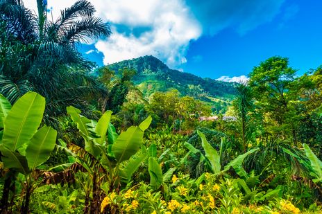 Ranomafana Nationalpark