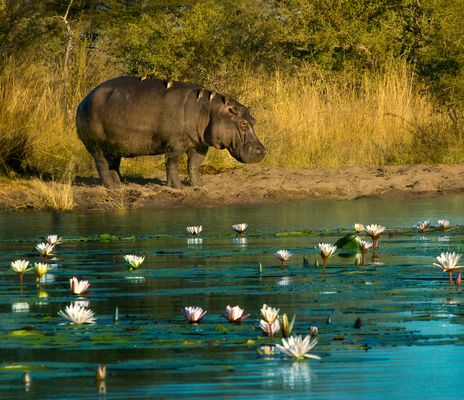 Ein Flusspferd im Caprivi-Streifen in Namibia