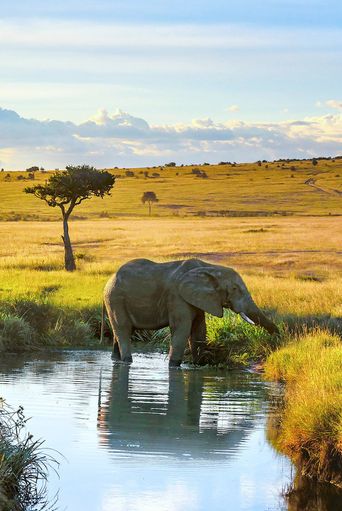 Elefant in Kenia