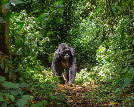 Gänsehautmomente im Herzen Afrikas-0