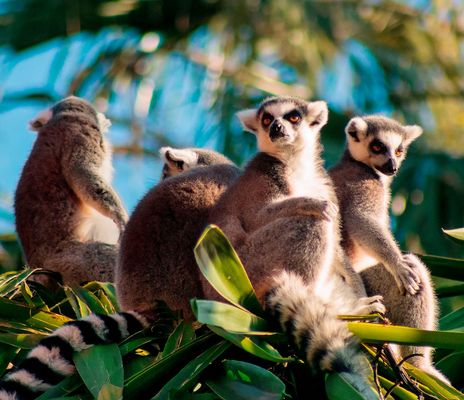 Lemuren Affen in Madagaskar