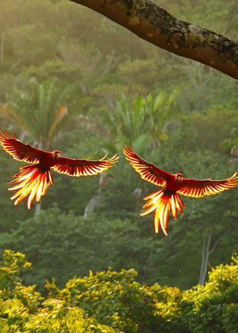 Papageien in Costa Rica