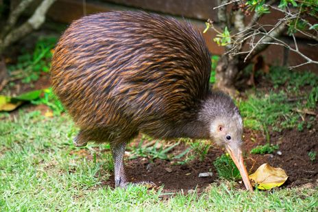 Kiwi - neuseeländischer Nationalvogel