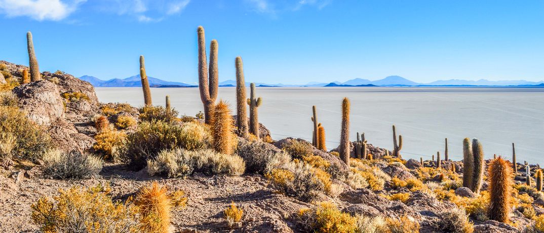 Blick über ein Kakteenfeld zu dem dahinterliegenden Salzsee Salar de Uyuni in Bolivien