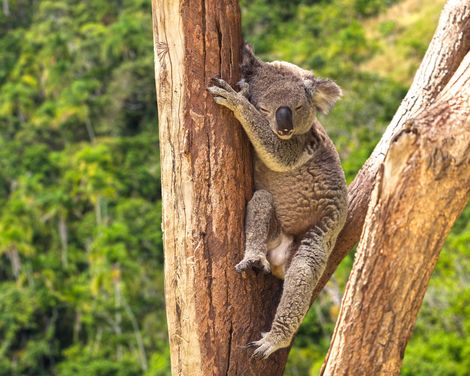 Kreuzfahrt mit der Grand Princess ab/an Sydney-0