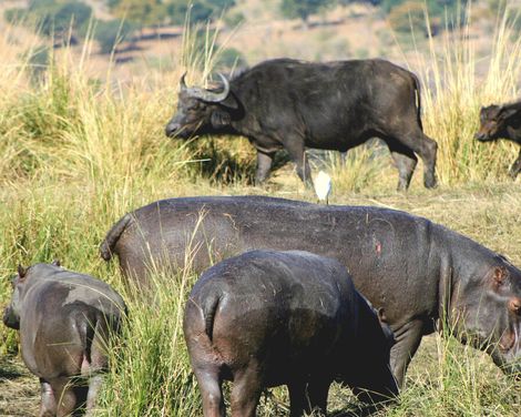Auf den Spuren Afrikas: Wildnis, Weite, Wunder-2