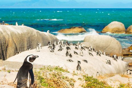 Pinguine in Südafrika am Boulders Beach