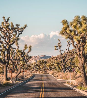 Joshua Tree Nationalpark in den USA