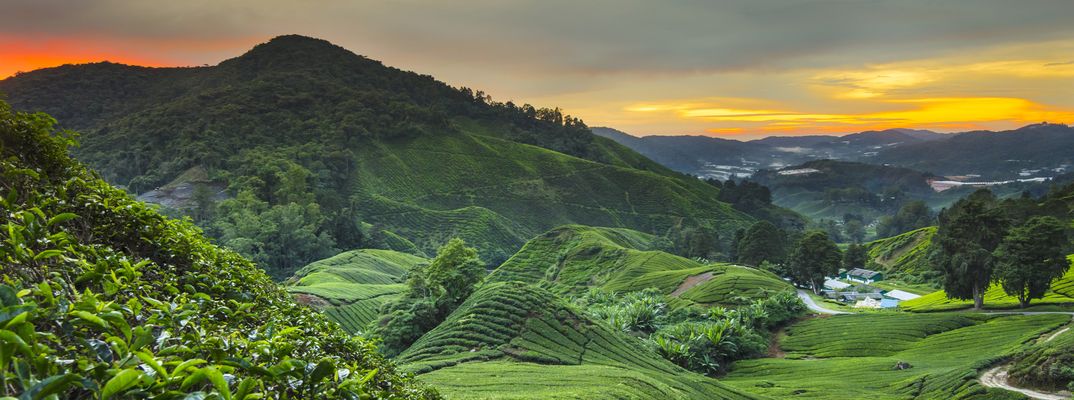 Cameron Highlands in Malaysia