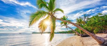 Palme am Strand in der Dom Rep