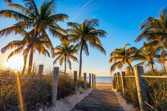 Palmen am Strand von Key West