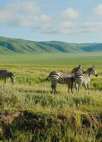 Zebras in Tansania