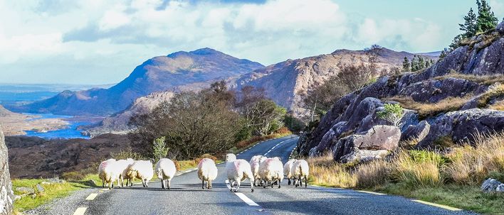 Straße des Ring of Kerry in Irland