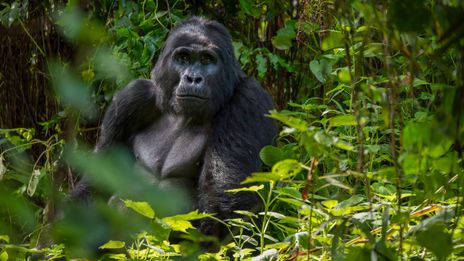 Gorilla in Uganda