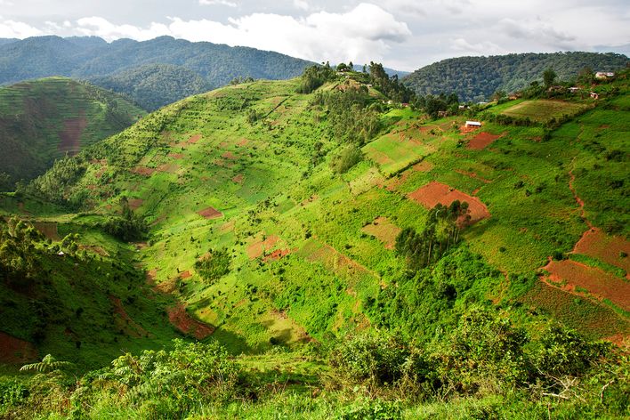 Grüne Hügellandschaft in Uganda