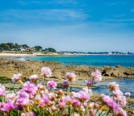 Blumen am Strand in der Bretagne
