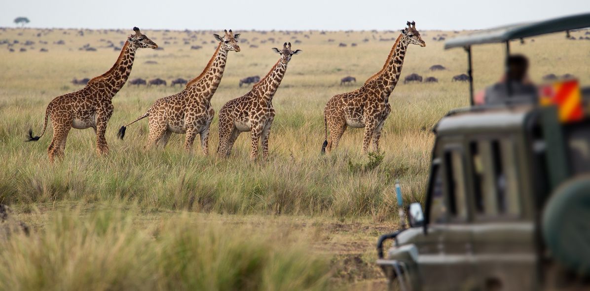 Giraffen auf Safari in Kenia