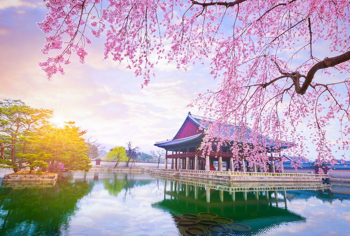 Tempel und Kirschbaum in Südkorea