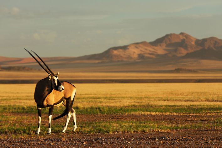 Antilope in Namibia
