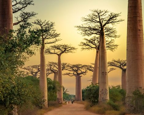 Auf den Spuren der Lemuren und Baobabs-2
