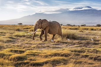 Ein Elefant im Amboseli Nationalpark in Kenia