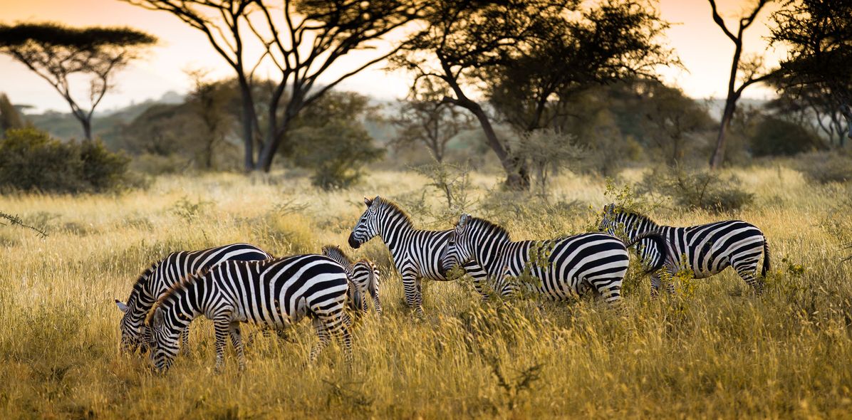 Zebras im Serengeti Nationalpark