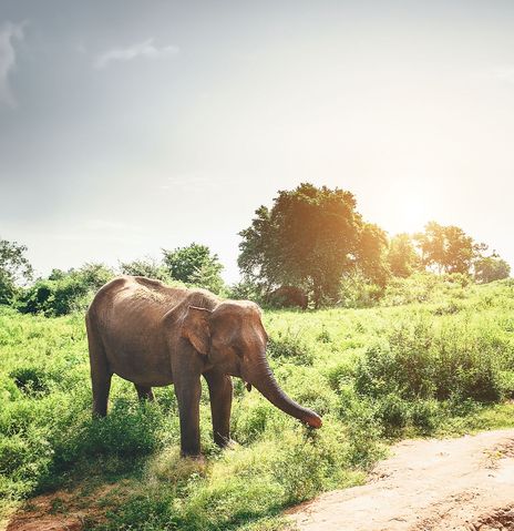 Touristin mit Kamera und Elefant