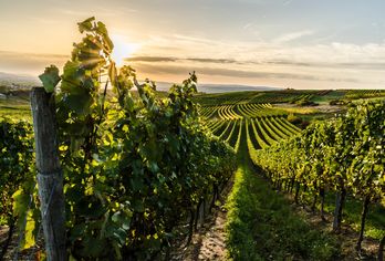 Rhein & Mosel