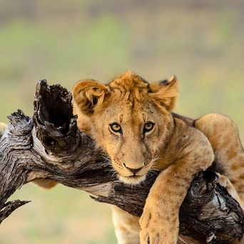 Löwe im Etosha Nationalpark