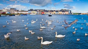 Schwäne und Möwen in Galway