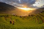 Frauen stehen in einem Reisfeld in Vietnam und blicken auf den Sonnenuntergang