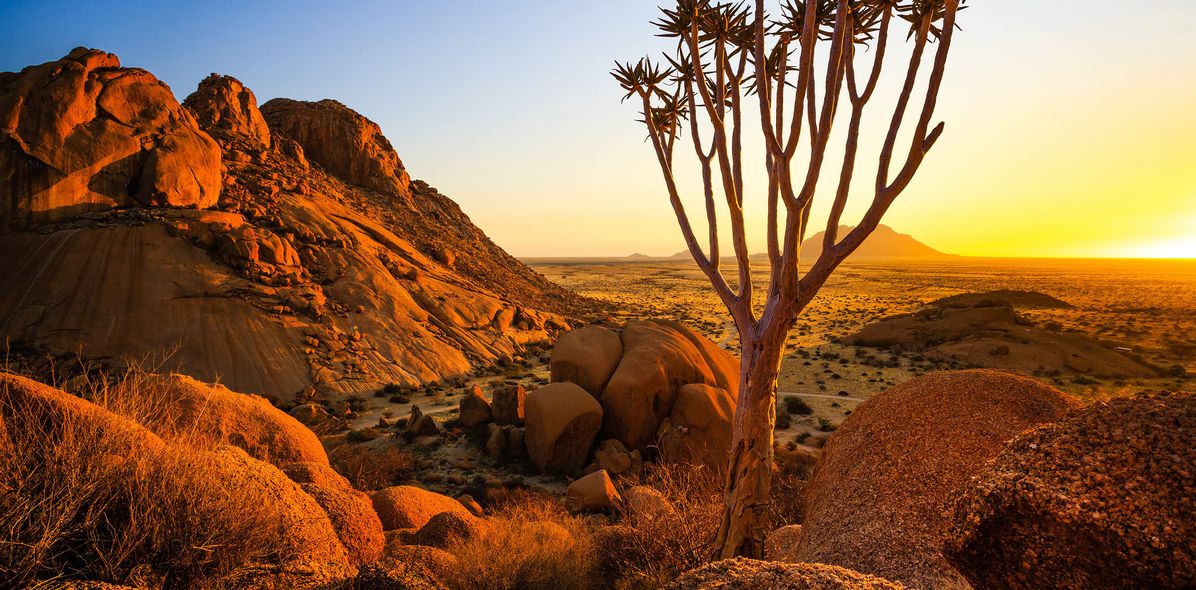 Köcherbaum im Damaraland in Namibia