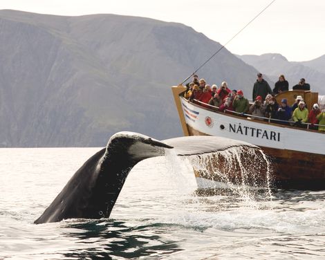 Im Sommer ins ewige Eis-1