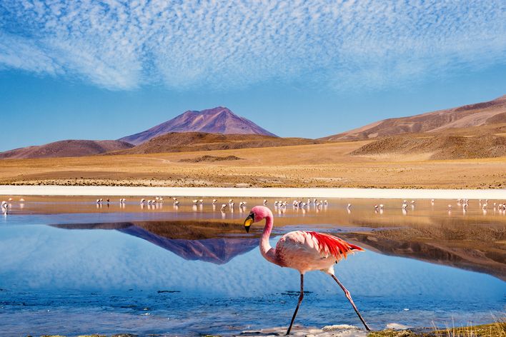 Flamingo am See in Bolivien