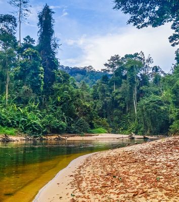 Landschaft im Taman Negara Nationalpark in Malaysia