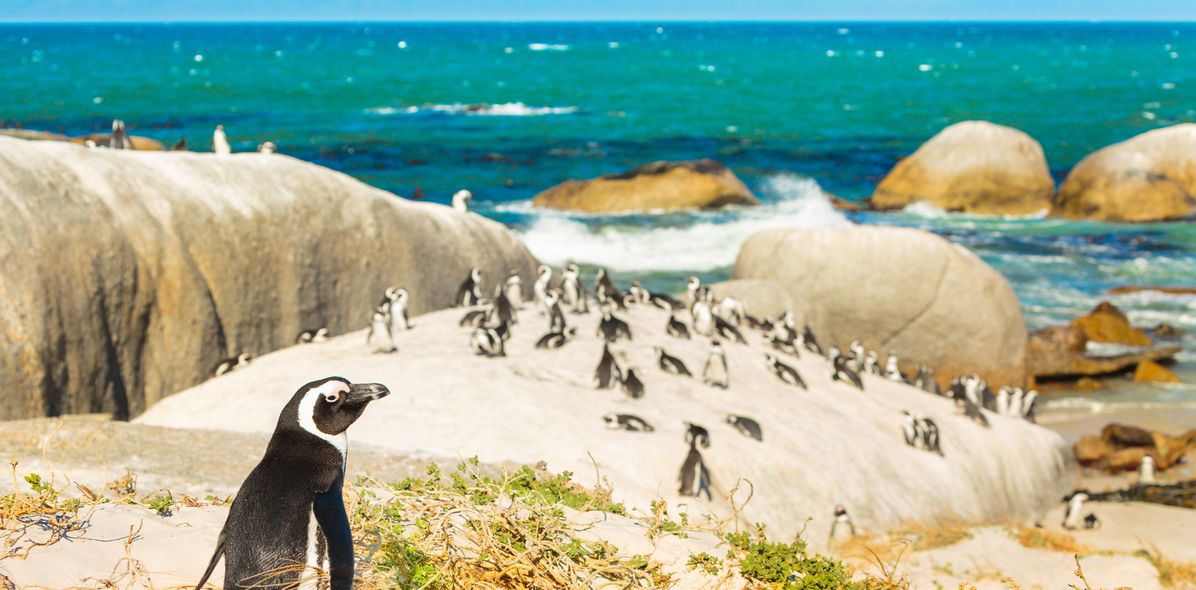 Pinguine an Küste in Kapstadt