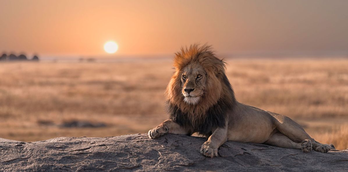 Löwe auf Felsen bei Sonnenuntergang