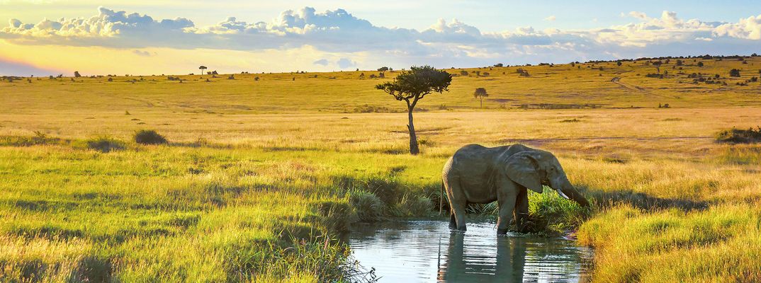 Elefant im Masai Mara Nationalpark