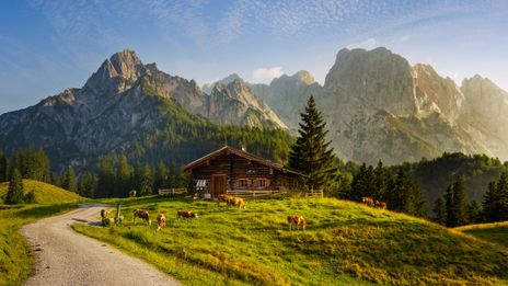 Landschaft mit Kühen und Hütte