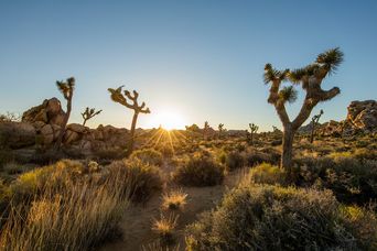 Joshua Tree Nationalpark