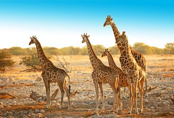 Namibia