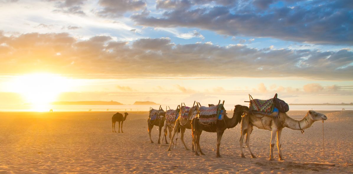 Kamele in der Wüste in Marokko