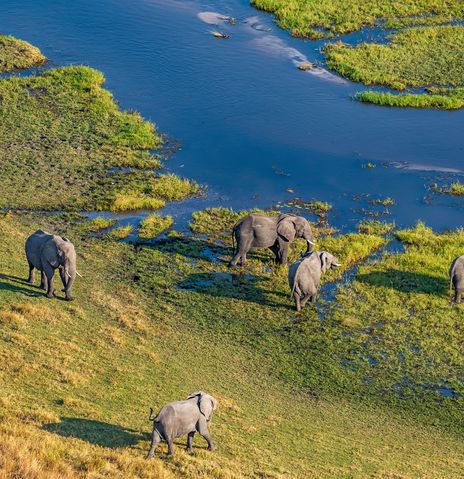Luftaufnahme von einer Elefantenherde bei einer Flugsafari in Botswana am Okavango Delta
