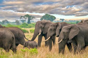 Elefanten im Queen Elizabeth Nationalpark